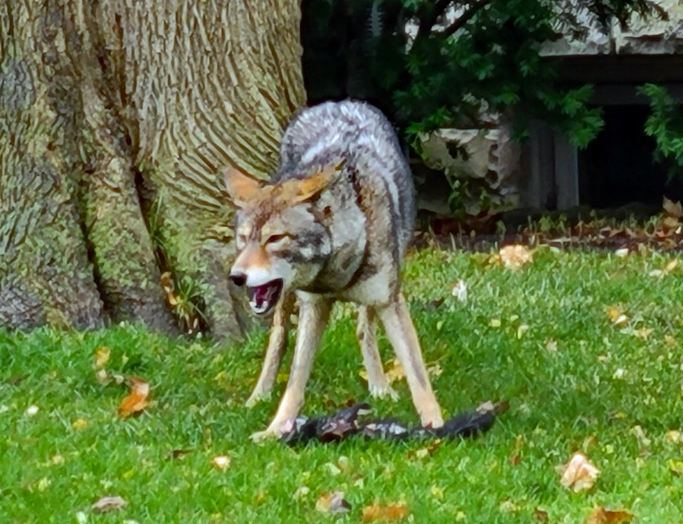 Coyote