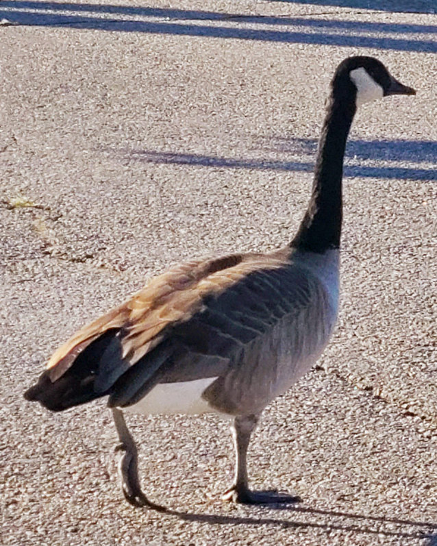 Screenshot 20241008 151342 Gallery