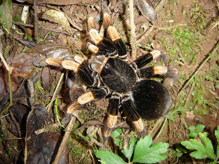 Tarantula