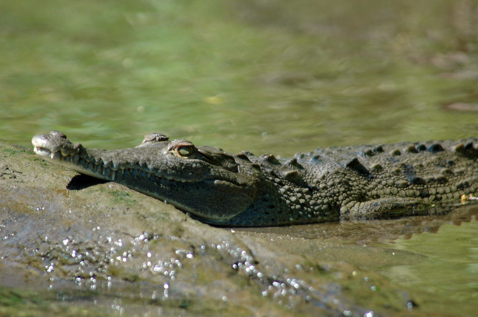 Costa rica crocodile