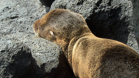 Galopolas island seal