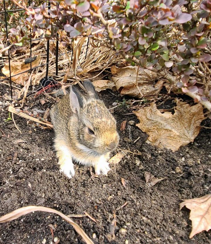 Garden bunny