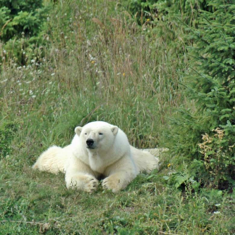 Polarbear